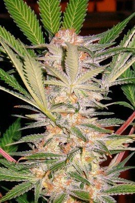 S.A.D. Sweet Afgani Delicious S1 (Sweet Seeds)