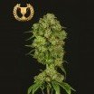 Casey Jones (Devil's Harvest Seeds)