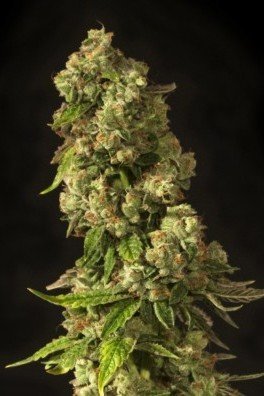 John Doe (Devil’s Harvest Seeds)