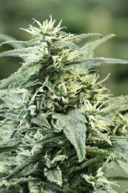 Golden Haze (Devil's Harvest Seeds)