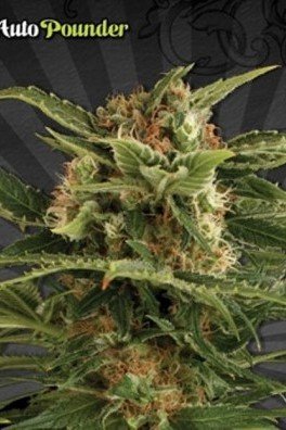 Auto Pounder (Auto Seeds)