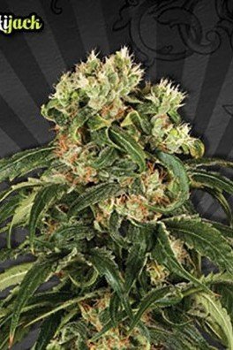 Hijack (Auto Seeds)