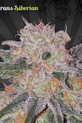 Trans Siberian (Auto Seeds)