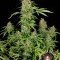 CBD-Chronic (Serious Seeds)