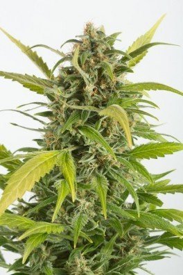 Haze Autoflowering CBD (Dinafem)