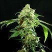 Cannatonic (Resin Seeds)