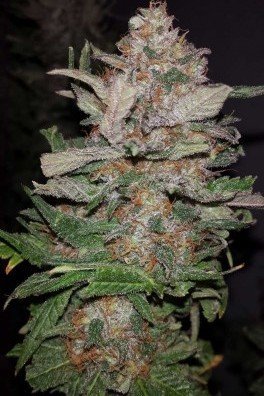 Hurkle (TGA Subcool Seeds)