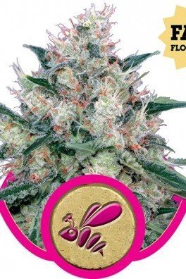 Honey Cream - Fast Flowering (Royal Queen Seeds)