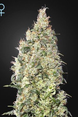 Great White Shark CBD (Greenhouse Seeds)