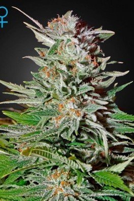 Super Lemon Haze Autoflowering (Greenhouse Seeds)