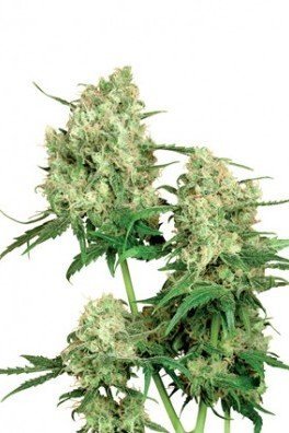 Maple Leaf Indica (Sensi Seeds)