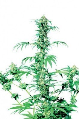 Early Girl (Sensi Seeds)