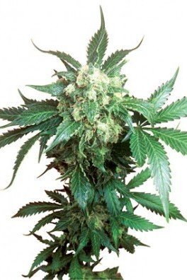 Black Domina (Sensi Seeds)