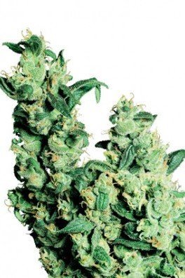 Jack Herer (Sensi Seeds)