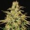 Jacky White (Paradise Seeds)