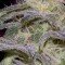 Sensi Star (Paradise Seeds)