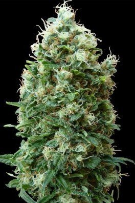 Phatt Fruity (Barney's Farm)