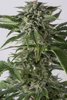 Bubba Kush Autoflowering (Dinafem)