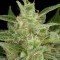 Critical Jack Autoflowering (Dinafem)