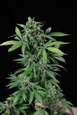 Haze 2.0 Autoflowering (Dinafem)