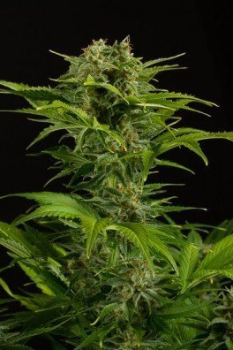 Haze XXL Autoflowering (Dinafem)