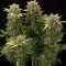 Moby Dick Autoflowering (Dinafem)