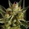 Original Amnesia Autoflowering (Dinafem)