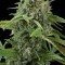 White Widow Autoflowering (Dinafem)