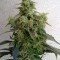 Dieseltonic (Resin Seeds)