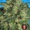 Autoflowering White Russian 1 (Serious Seeds)