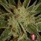 Bubble Gum (Serious Seeds)