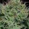 Agent Orange (TGA Subcool Seeds)