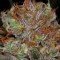 Brian Berry Cough (TGA Subcool Seeds)
