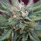 Dairy Queen (TGA Subcool Seeds)