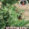 Automatic (Big Buddha Seeds)