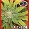 L.A. Cheese (Big Buddha Seeds)