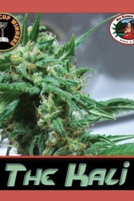 The Kali (Big Buddha Seeds)