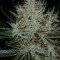 Jack The Ripper (TGA Subcool Seeds)