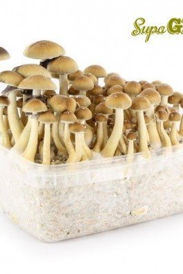 Zauberpilze Grow Kit 'B+'