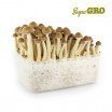 Zauberpilze Grow Kit Golden Teacher