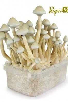 Magic Mushroom Grow Kit 'Albino A+'