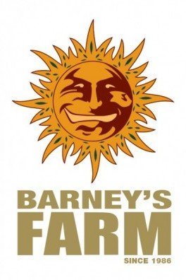 Blueberry OG (Barney's Farm)