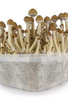 Extreme XL Zauberpilze Grow Kit Mckennaii