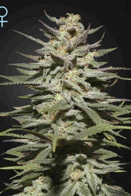 Super Lemon Haze CBD (Greenhouse Seeds) 