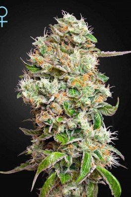 King's Kush Autoflowering CBD (Greenhouse Seeds)