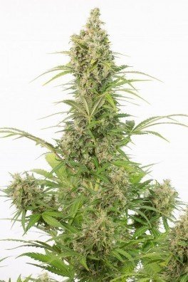 White Wido Autoflowering CBD (Dinafem)