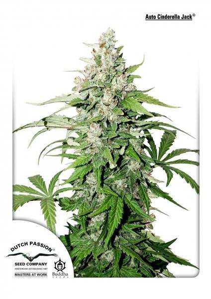 Auto Cinderella Jack (Dutch Passion)