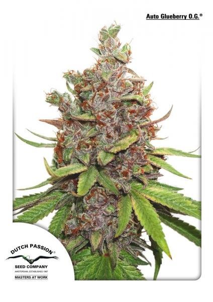 Auto Glueberry O.G. (Dutch Passion)