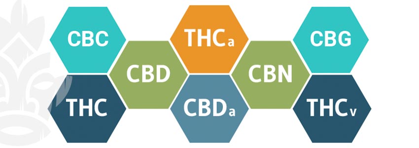 Wie Interagieren Cannabinoide Mit Dem Endocannabinoid-system?