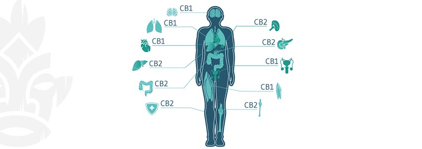 Das Endocannabinoid-system: Ein Faszinierendes Mysterium